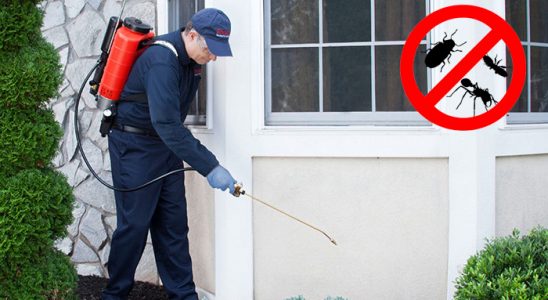 Buca Koop Kene İlaçlama böcek ilaçlama ve haşere kontrolü — ilaclama-tr.com